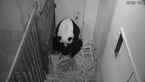 The birthing of the panda (Pic: AP)