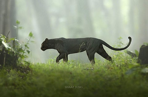 Panther in the Mist by Shaaz Jung (Photo courtesy: Shaaz Jung)