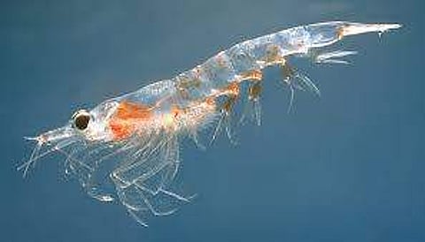 Representative Image | Pic: Wikimedia