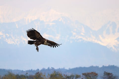 Flying high | (Pic: Rishabh Jaggi)