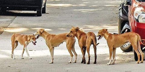 Image for representational purpose only (Pic: TNIE)