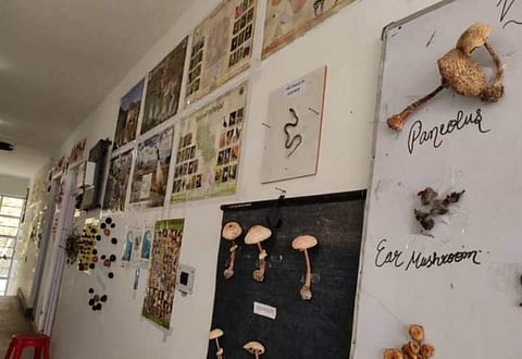 The biodiversity wall at the school | Pic: The Northlines