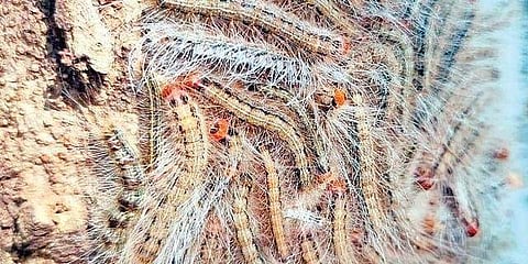 A tree on the premises of Sawaran Government High School in Karimnagar covered with swarms of caterpillars (Pic: Express)