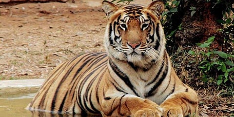 Royal Bengal Tiger (Picture: Express)