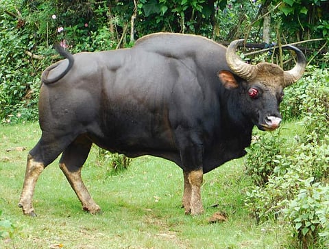Gaur, one of the five threatened ungulates (Pic: Express)