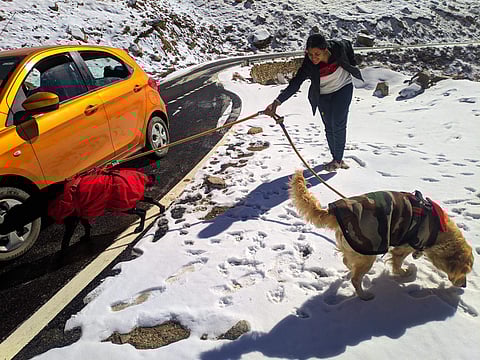 Arun's wife with their dogs in Ladakh | Pics: Arun Sekhar