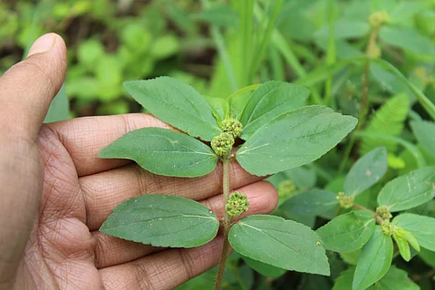 Asthma weed | (Pic: Forgotten Greens)