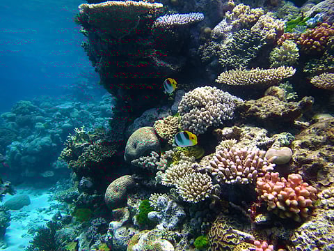 The Great Barrier Reef | (Pic: Wikimedia Commons)