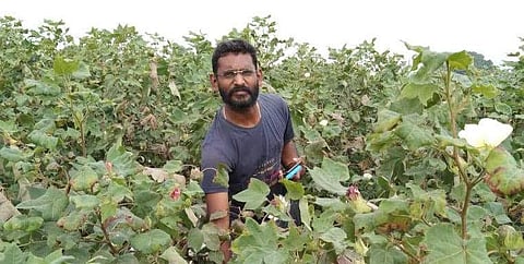 Among the greens | (Pic: Bollem Raja Kumar)