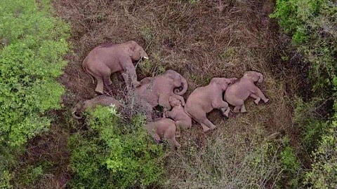 The migrating elephants (Pic: China Central Television)