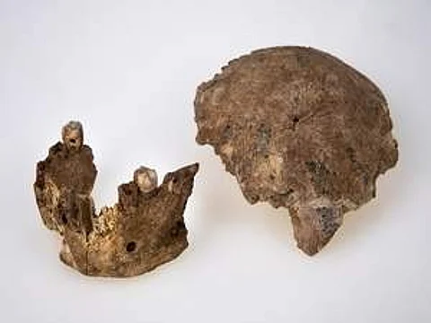 The fossil (Pic: AP)