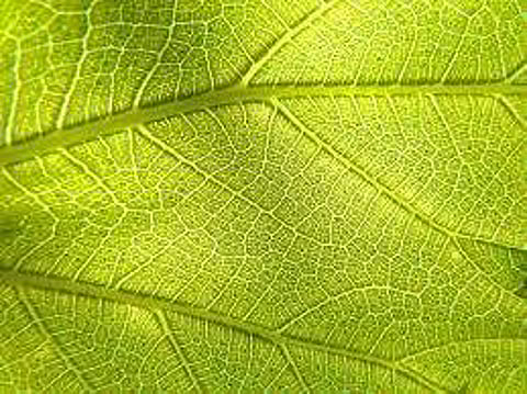 Representative Image | Pic: Pixabay