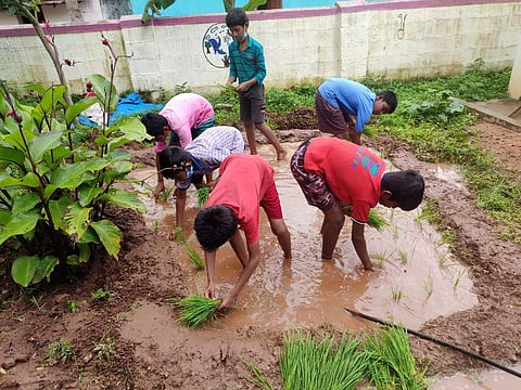 Children involved in cultivation of crops at Hunsur (Pictures: Shashikala G R)