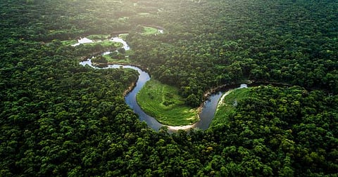 The Amazon Rainforest / Photo credit: https://storymaps.arcgis.com/