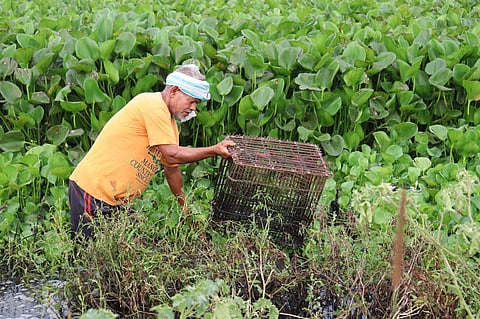Collecting water hyacinth | (Pic: Simang)