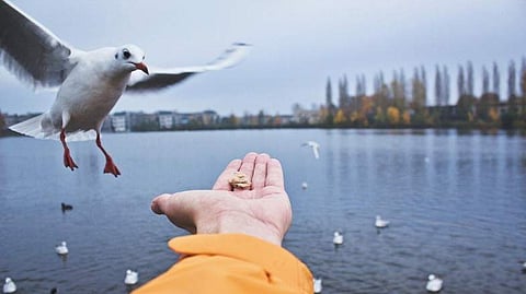 Image for representational purpose only (Pic:springer)