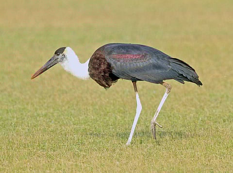 Woolly Necked Stork | Pic: Wikimedia Commons