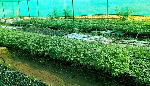 File photo of horticulture | (Pic: Express)