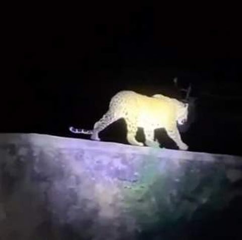 Screengrab of the leopard allegedly spotted at Bangalore University | Pic: Instagram