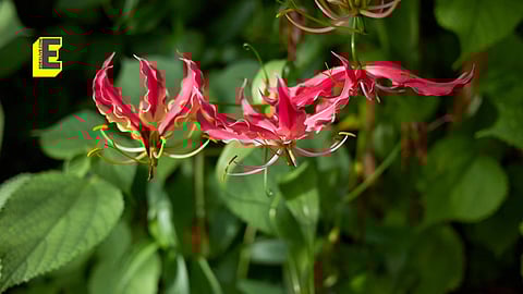 Gloriosa superba | Pic: Sourced