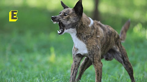 Picture of a stray dog.