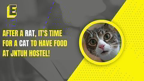 Cat at JNTUH hostel