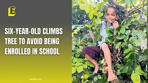 Student climbs tree