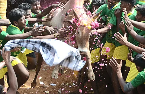 File photo of Jallikattu
