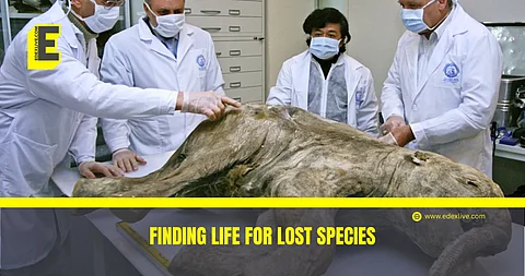 Scientists at Colossal Biosciences inspecting frozen Wolly Mammoth