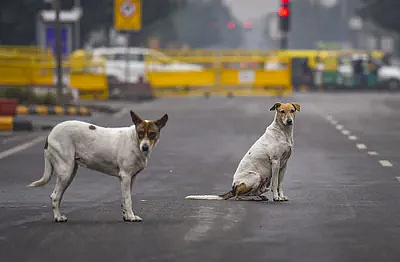 SC has directed authorities in Delhi-NCR to remove stray dogs from streets