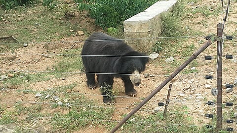 Bannerghatta National Park, Bangalore