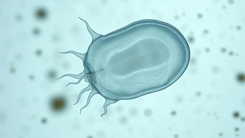 Naegleria fowleri, an amoeba