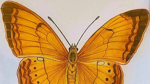 Wings of colour: This Coimbatore-based artist illustrates endemic butterflies