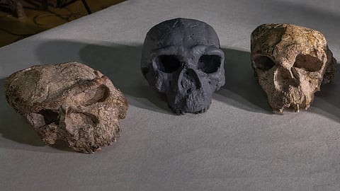 Million-year-old Chinese skull challenges timeline of human evolution