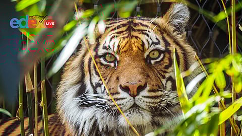Debrigarh Wildlife Sanctuary, Odisha, a new tiger reserve?