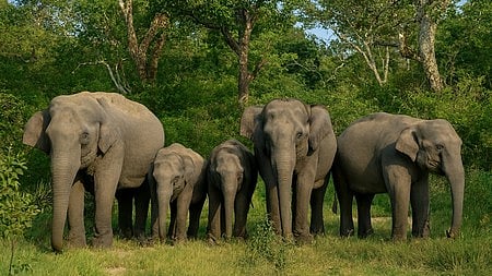 Jharkhand to host first-ever ‘Run for Gajraj’ marathon to raise promote elephant conservation