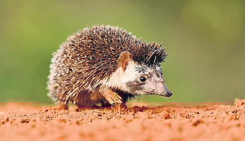 Madras hedgehog 