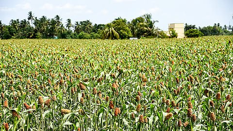Image of millet crop used for representational purposes only. 