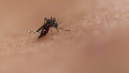 Mosquito