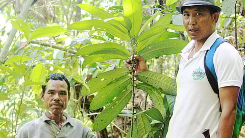 Nagaland University study reveals medicinal potential of endangered Meghalaya plant