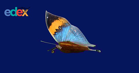Orange Oakleaf butterfly