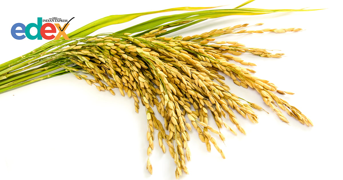 BHU scientists revive Adamchini Rice with high-yield mutant varieties