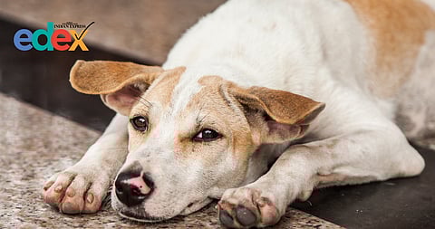 Teachers in Chhatisgarh to monitor stray dog activity near schools
