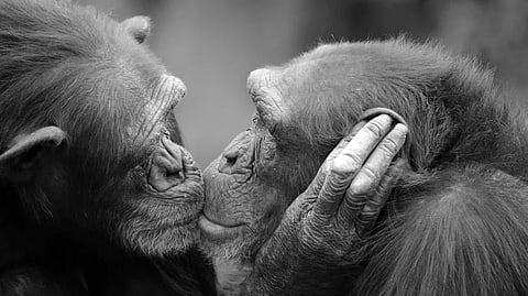 Kissing could be millions of years older than humans, study suggests