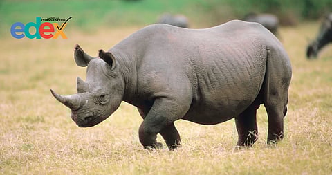 Kaziranga elevated corridor project a threat to the wildlife species
