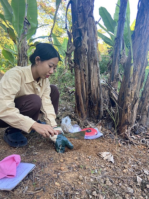 Ms Reshinaro Tzudir, PhD scholar in the lab of Dept of Soil & Water Conservation, Nagaland University, collecting soil samples from Dhansiripar