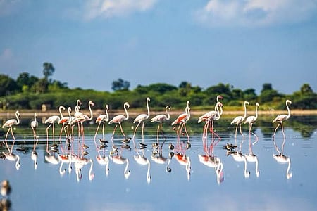 Draft eco-sensitive zone map finalised for TN's Pulicat sanctuary