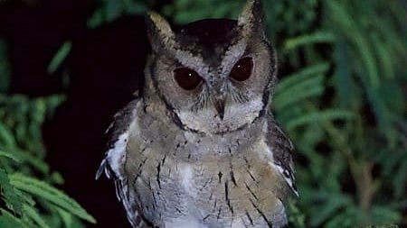 Three rare Pallid Scops owls rescued in Mumbai, to be released after treatment: Official