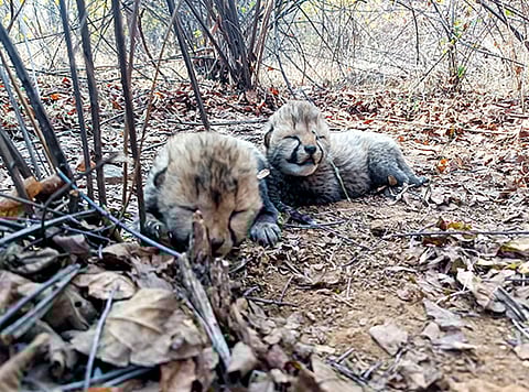 MP: Cheetah cub killed in Kuno National Park by speeding car