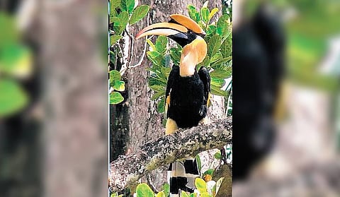 Great Hornbill